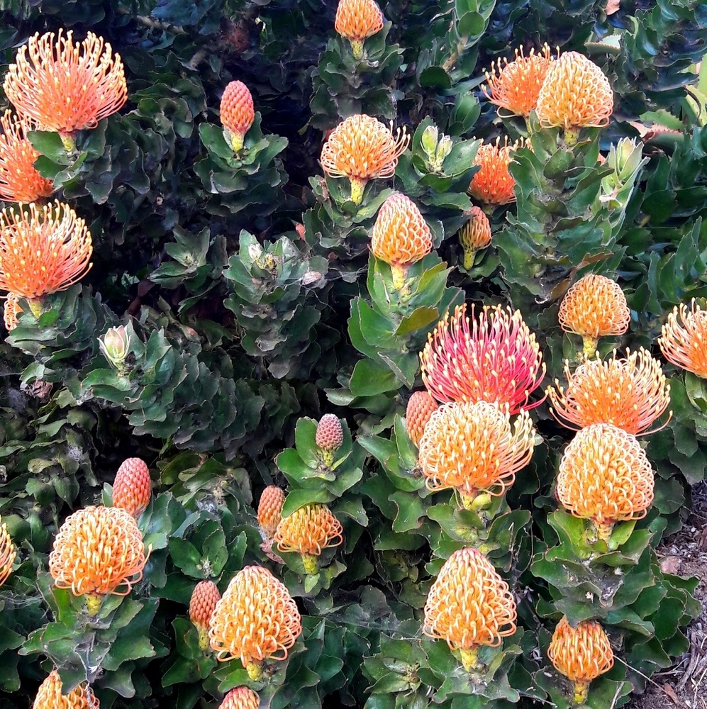 Meet your Posher, Orchid